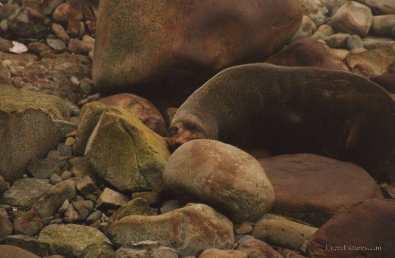 Kaikoura seal lying rock rocks pinniped